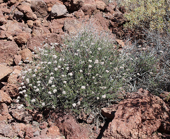  Eriogonum fasciculatum v.polifolium